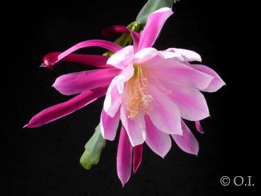 Blüte der Mutterpflanze