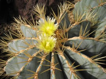 Motherplant with flower