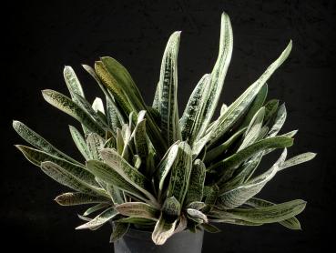 Mother plant