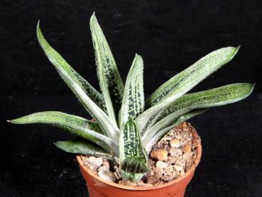 Sales plant (sample)
