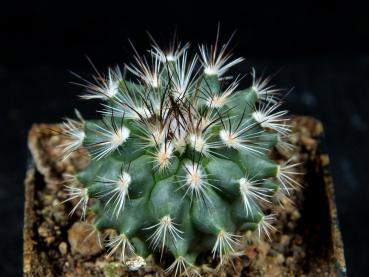 Sales plant (sample)