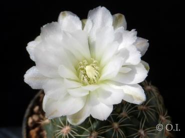 Flower of mother plant