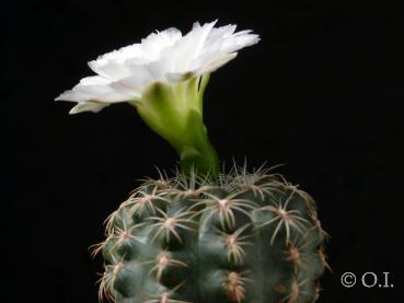Flower of mother plant
