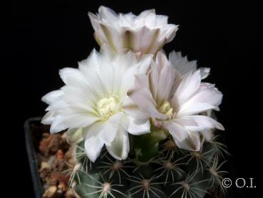Mother plant with flowers