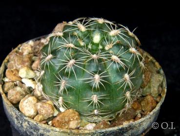 Sales plant (sample)