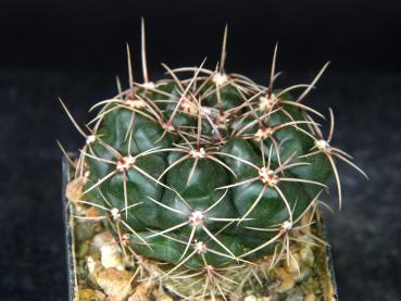 Sales plant (sample)