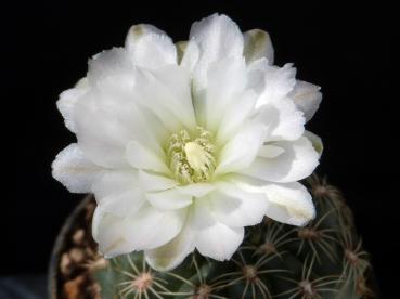 Chamaecereus (Samen) - Kakteen-Online-Shop