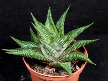 Sales plant (sample)
