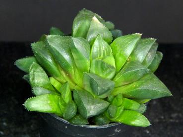 Sales plant (sample)