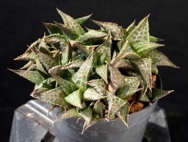 Mother plant
