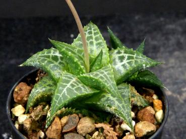 Sales plant (sample)