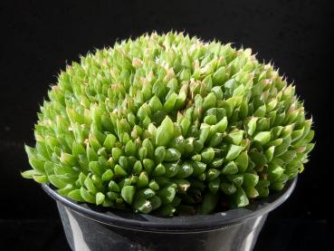 Adult cluster