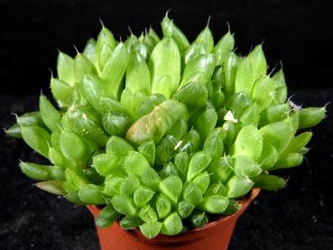 Sales plant (sample)