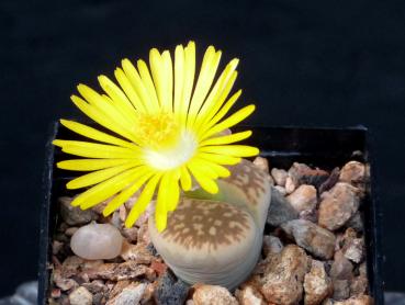 Mother plant with flower