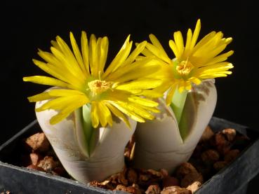 Mother plant with flower
