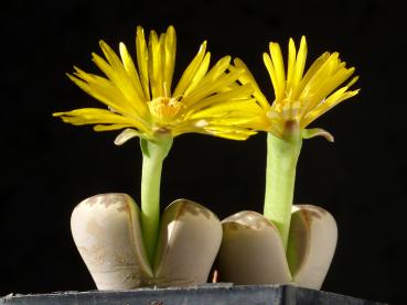 Mother plant with flowers