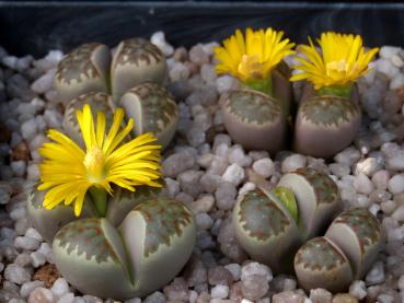 Plant with flower