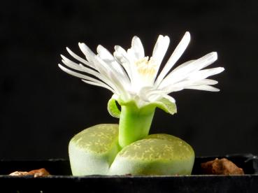 Mother plant with flower