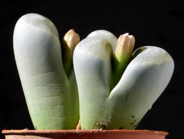 Mother plant with bud