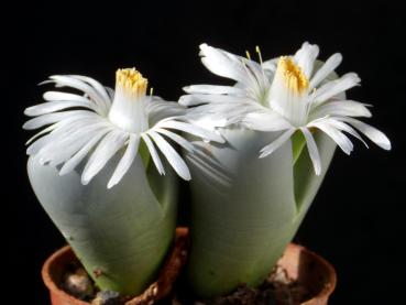 Plant with flowers