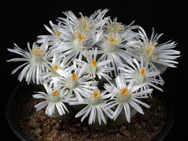 Flowers of mother plant