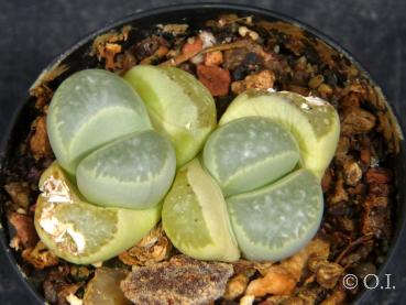 Sales plant (sample)