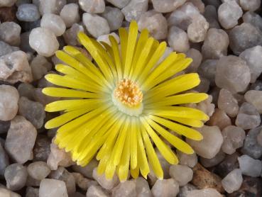 Plant with flower