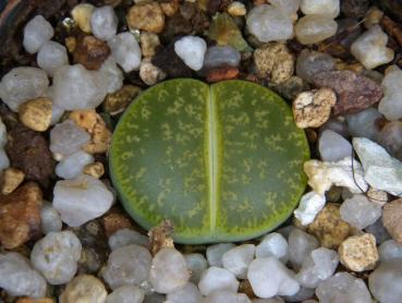 Preview: Sales plant (sample)