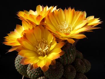 Flowers of mother plant