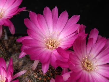 Blüten der Mutterpflanze