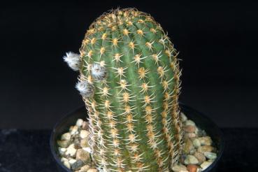 Preview: Sales plant (sample)