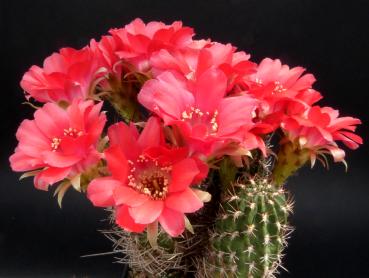 Flower of mother plant