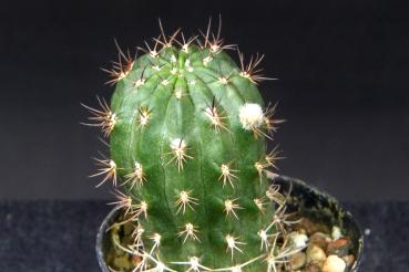 Preview: Sales plant (sample)