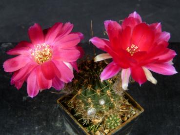 Plant with flowers