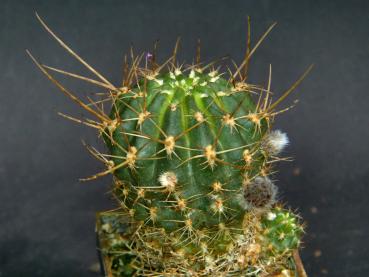 Preview: Plant with buds