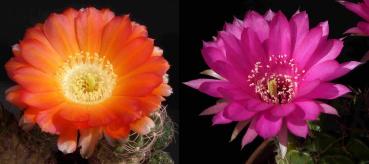 Flowers of mother and father plants