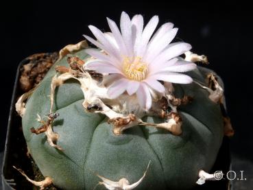 Lophophora williamsii