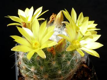 Mother plant
