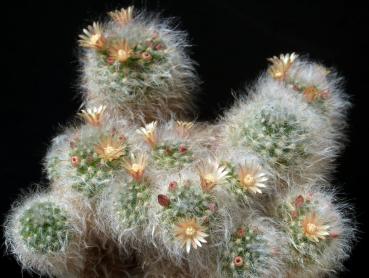 Motherplant with flowers