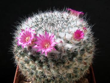 Mother plant