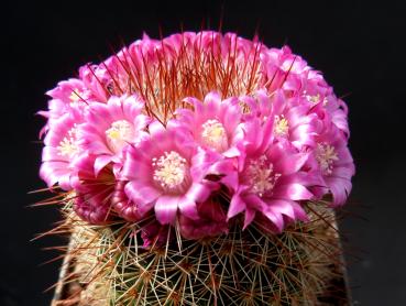 Motherplant with flowers