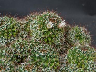 Mutterplanze mit Blüte