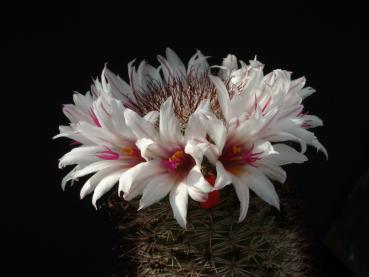 Motherplant with flower