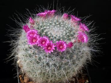 Mother plant