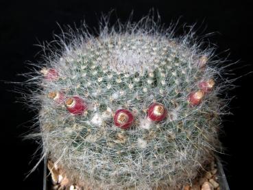 Motherplant with fruits