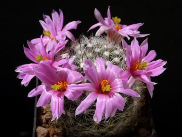 Flowers of mother plant