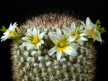 Mother plant