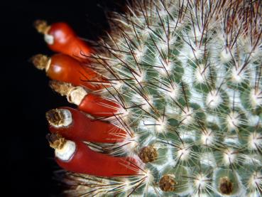 Fruits of motherplant