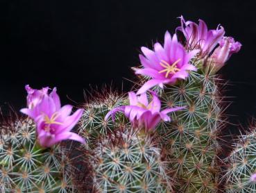 Mammillaria sheldonii