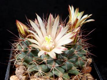Motherplant with flowers